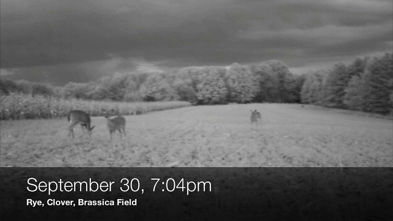 Trail Camera Video: Deer are Focused on Food