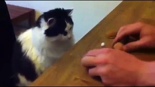 Funny Animals Videos 2016 Cat Winning Gambling Shell Game