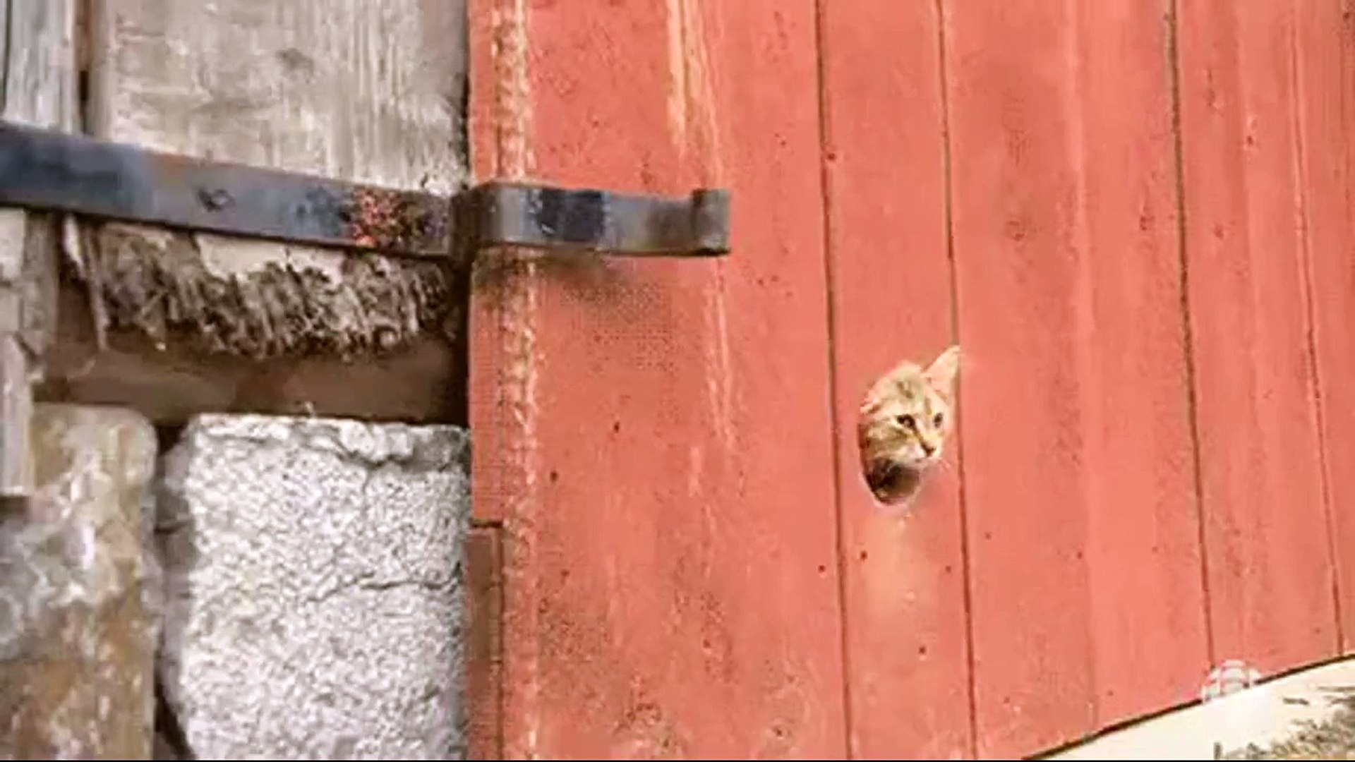 funny animals video | funny animals | 15