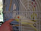Yellow Cockatiel (Barney)  Loves his head rubbed