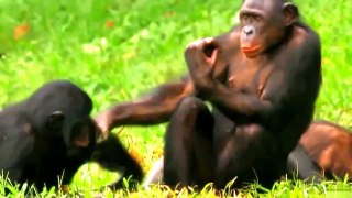 Funny Animals: Monkeys fooling around