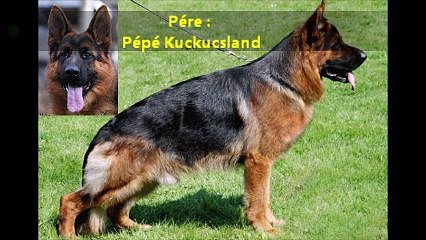 Lours de la Cité d'Emeraude film