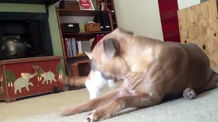 Un  pit bull e un gattino si incontrano... Ecco cosa succede...