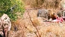 Lion Vs Hyena, Cheetah Vs , Leopard Hyena Real Fight compilation Animal Attack