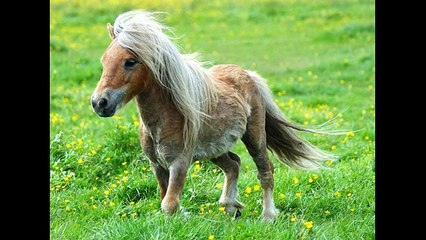 Revolution Reviews Ep 7: My Little Pony:  Friendship Is Magic Part 1