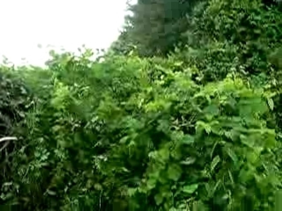 saut dans les buissons 10