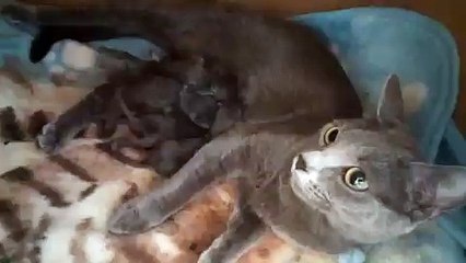 오산출장마사지 ♛콜걸아가씨♛o1o-4931-1169♧ 오산출장안마