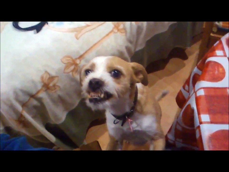 PERRO CON LA RABIA parte 1