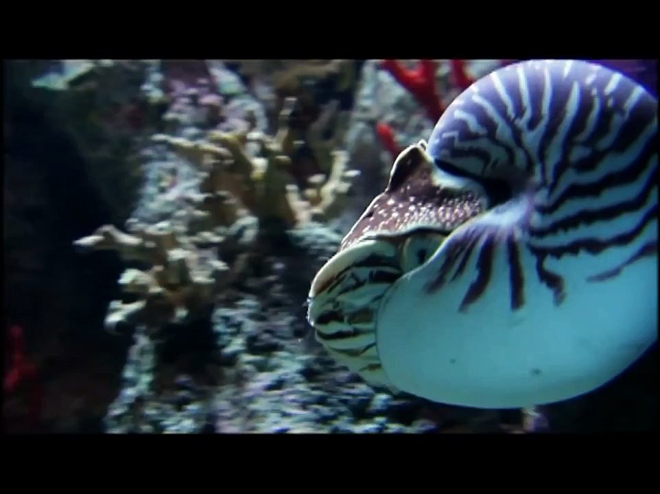 Evolution of Shape HD