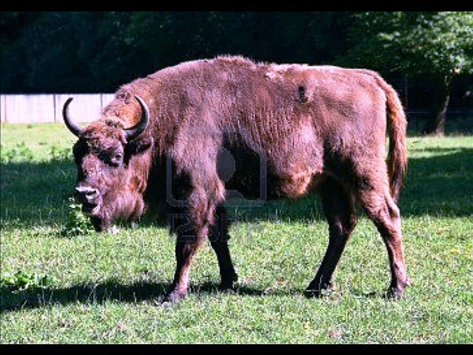 POEMAS AL FUTHARK (DOS) - POEMA DE VERANO BRISAS