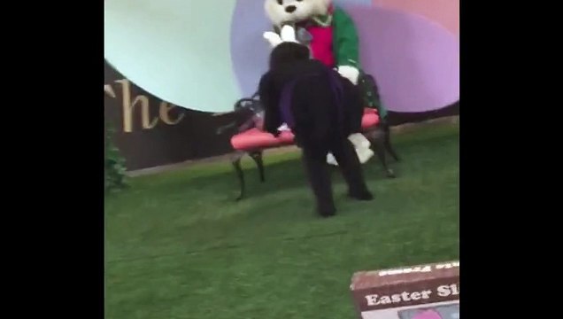 My Dog Sniffs the Cats Butt on Easter Sunday!