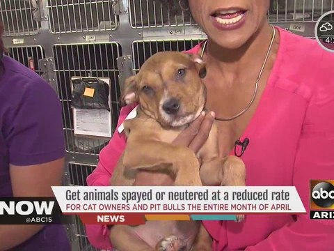 Get pets spayed or neutered for a great price