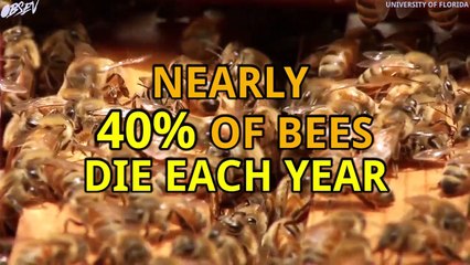 11-Year-Old Saves Bees With Lemonade Stand