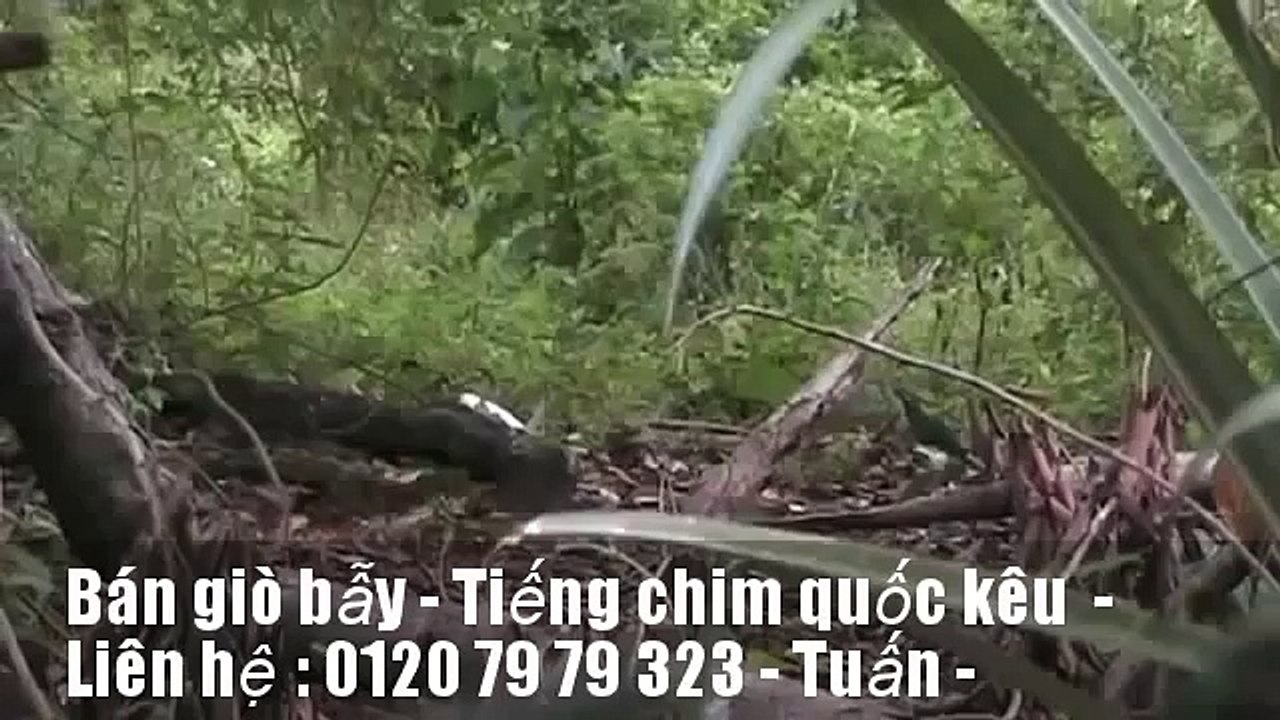 Chim Quốc Cách Bẫy Hiệu Qủa Nhất