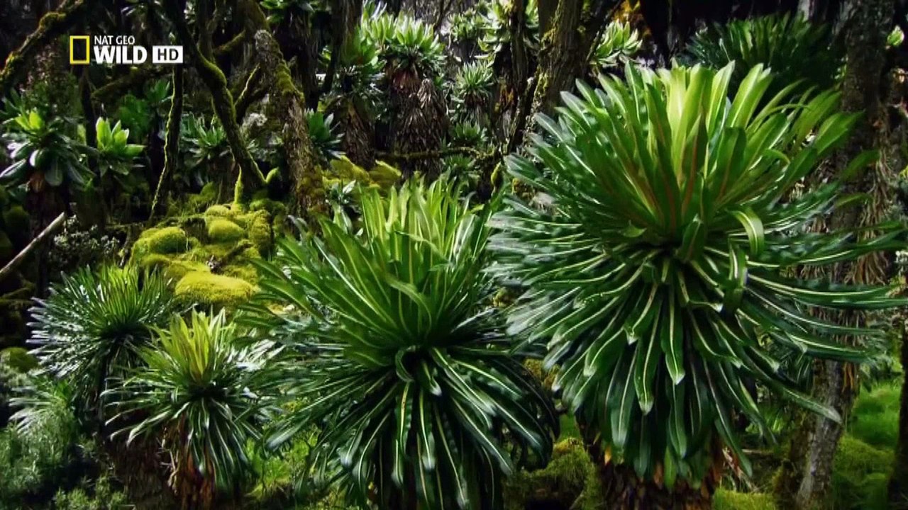 À la recherche du Jardin d'Eden du Mont Sion et du Mont de l'Est