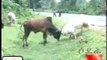 Funny fight Goat vs Ox