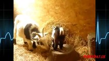 Goats: Funny Video With Baby Goats - Love animal