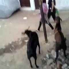 Goat Hitting A Girl - Funny Clip
