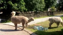 Alpacas playing in the paddling pool...