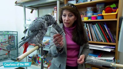 Top 10 2016 - Most Intelligent Animals