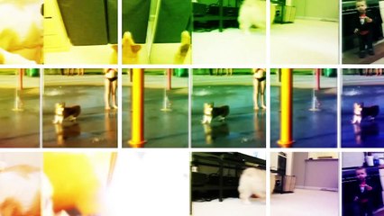 Corgi Dog Videos from the JukinVideo Vault