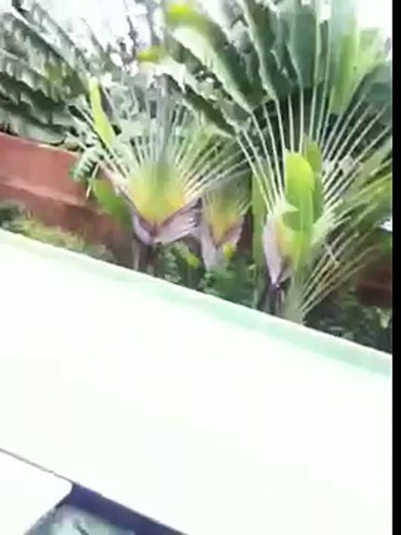 Thailand vlog