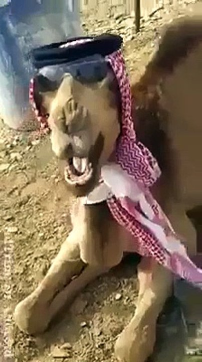 Arabic Funny Camel Video Clip
