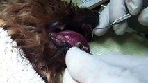 Linus, Yorkshire Terrier gets treated for severe dental disease - Sept 2015