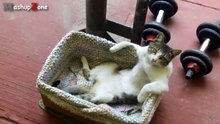 Top 10 Funny Cats Sitting Like Humans Compilation -- NEW HD 2016