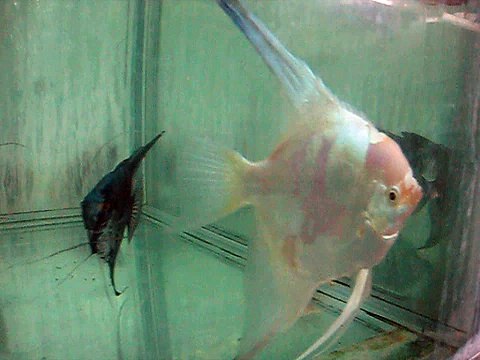 Bulgarian Green Paraiba (S/S - pb/pb - bg/bg)