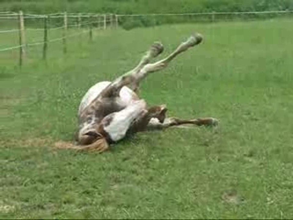 Jack roulade