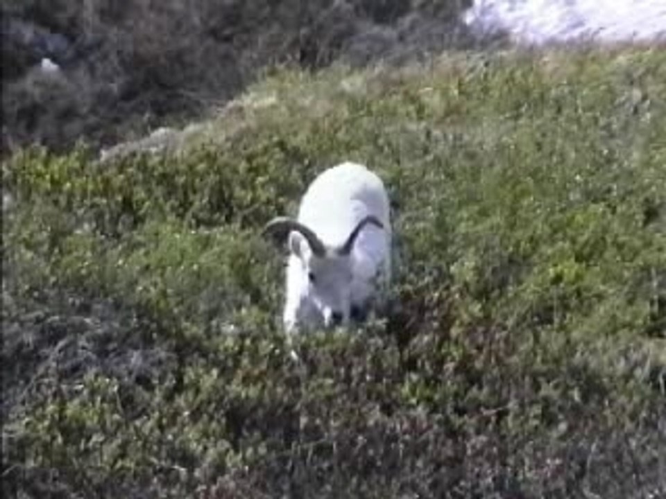 Mountain Sheep, Denali National Park, Alaska (Raise Volume)