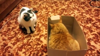 Жестокая битва за коробку