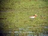 Black-tailed godwit on Port Meadow