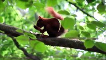 Eurasian red squirrel/ Sciurus vulgaris - Bialowieza Forest