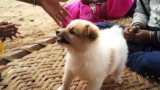 Puppy Got Angry  - Barking and Attacking on Touching - Cute Puppy Videos