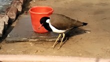 Beautiful Rare Bird Video - Cute Birds Videos