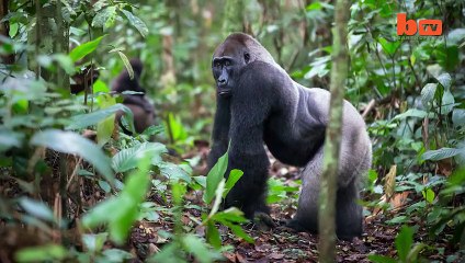 Picture Perfect: Photographer’s Journey From Serengeti to Madagascar