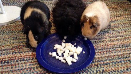 can guinea pigs eat animal crackers