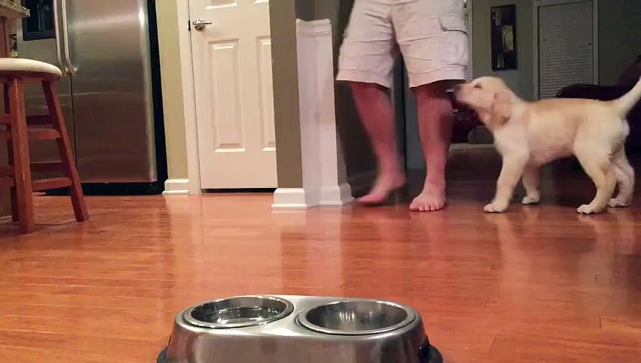 Ce que ce chien fait avant de manger est hallucinant