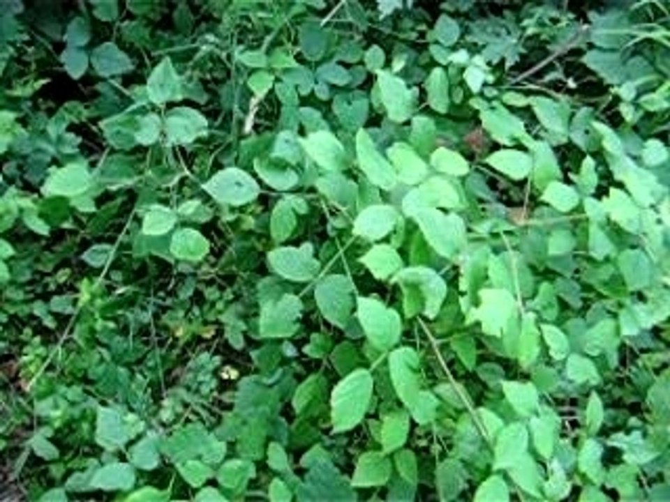 PATATOR V1.35