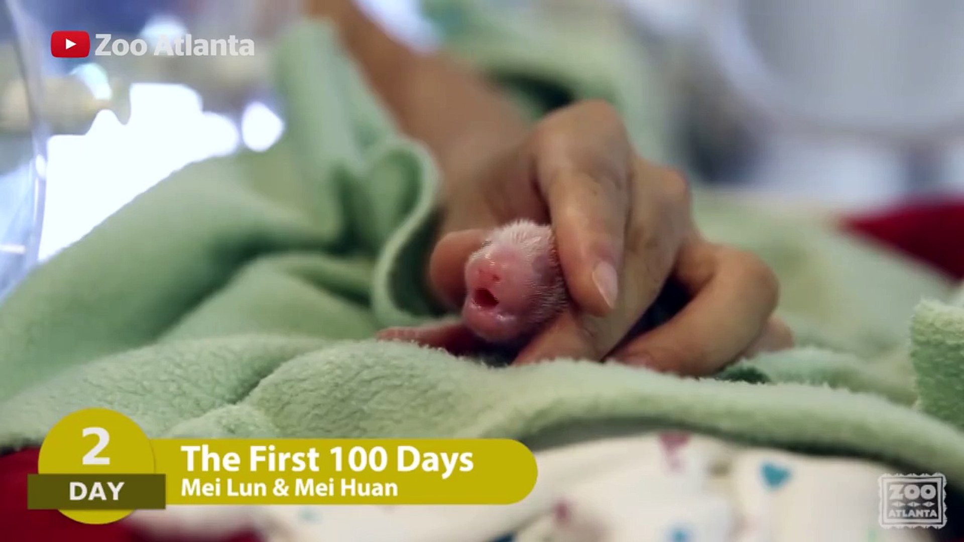 100 Premiers Jours De 2 Bebes Panda Tellement Mignon Video Dailymotion