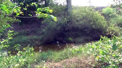 Cet homme vient en aide à un chien blessé sur le point de se noyer