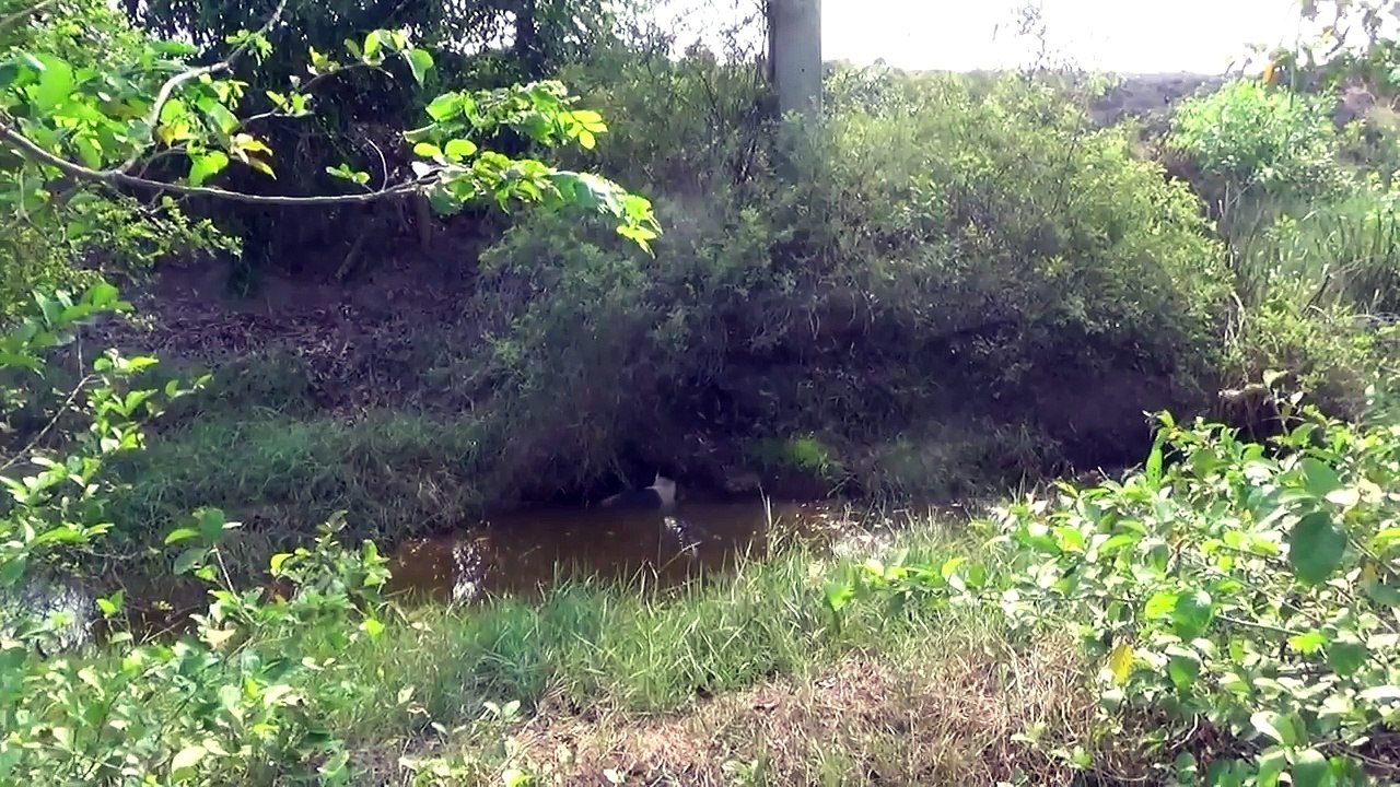 Cet homme vient en aide à un chien blessé sur le point de se noyer