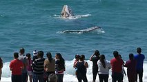 Young whale surprises bathers