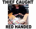 Thief caught red handed Funnyclips 2016