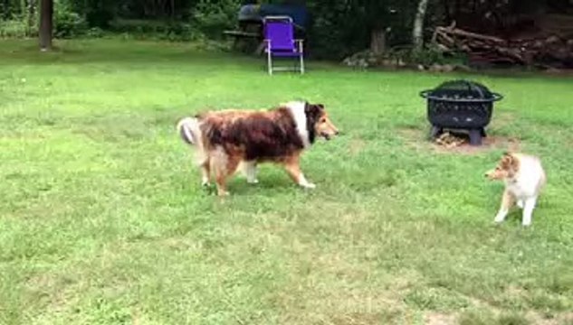 Zoe & Lassie rough collies