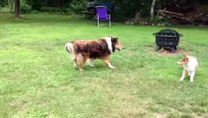 Zoe & Lassie rough collies