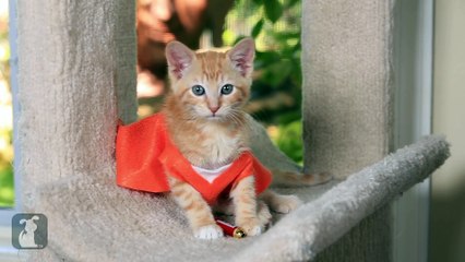 Orange is the New Black (Cute Kitten Parody)