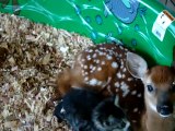 Baby Deer & Baby kitten in love!